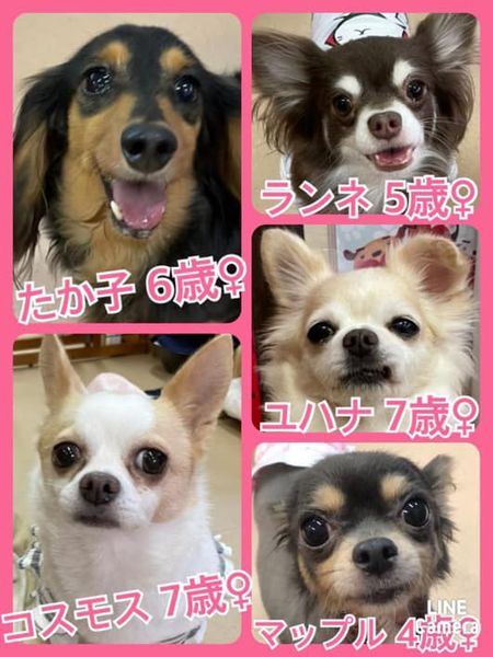 🐾今日の里親様募集中ワンコ🐶メンバーです🐾2022,8,22【保護犬カフェ天神橋店】